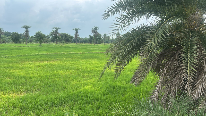  Agricultural Land 640 Acre for Sale in Shahpura, Dindori