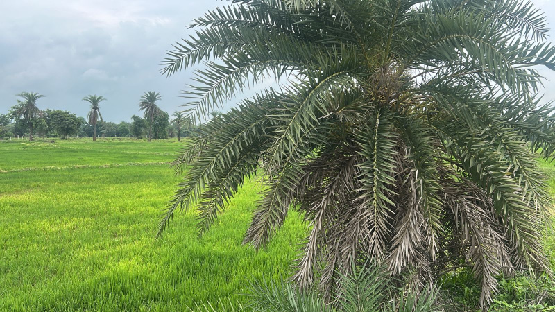  Agricultural Land 640 Acre for Sale in Shahpura, Dindori