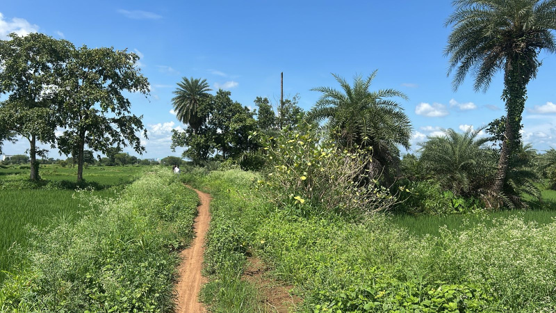  Agricultural Land 4 Acre for Sale in Arang, Raipur