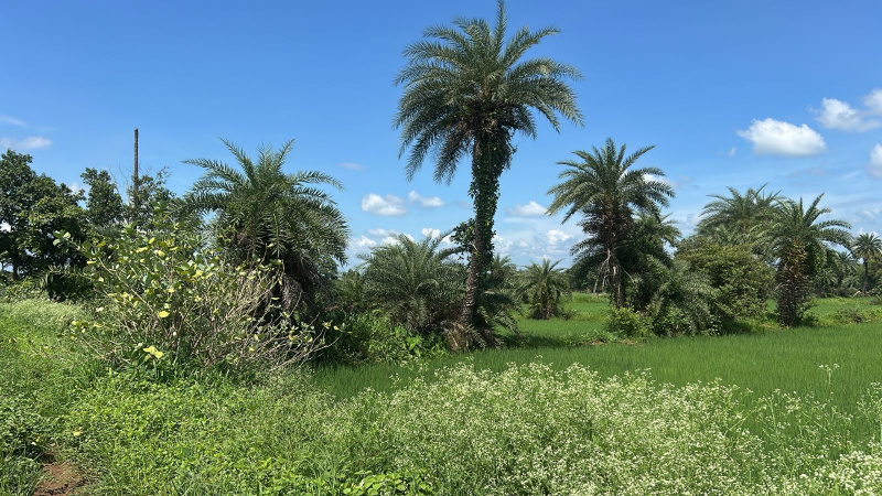  Agricultural Land 4 Acre for Sale in Arang, Raipur
