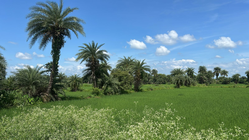  Agricultural Land 4 Acre for Sale in Arang, Raipur