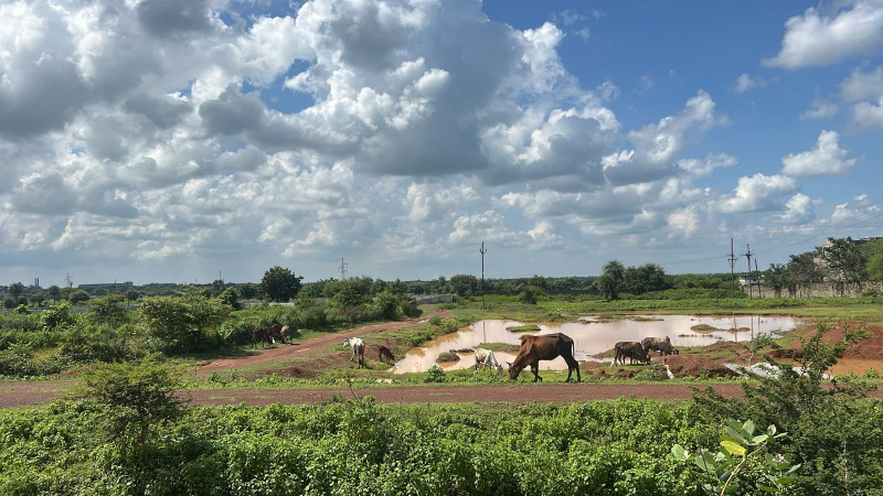  Agricultural Land 12 Acre for Sale in Arang, Raipur