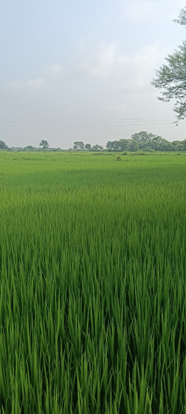  Agricultural Land 18 Acre for Sale in Dharsiwa, Raipur