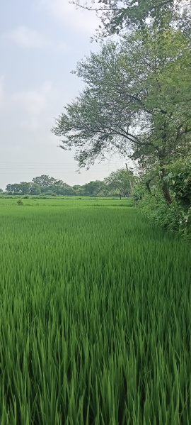  Agricultural Land 18 Acre for Sale in Dharsiwa, Raipur