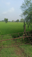  Agricultural Land for Sale in Mandir Hasaud, Raipur