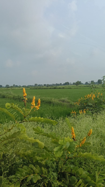  Agricultural Land 1 Acre for Sale in GE Road, Raipur