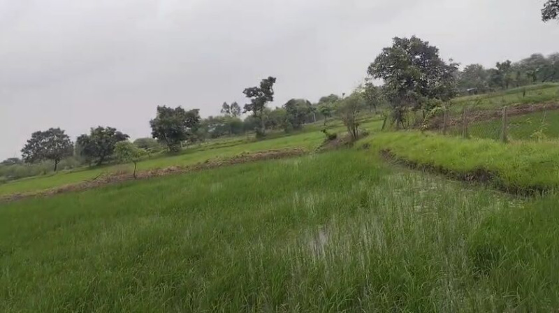  Agricultural Land 105 Acre for Sale in Parsada, Raipur