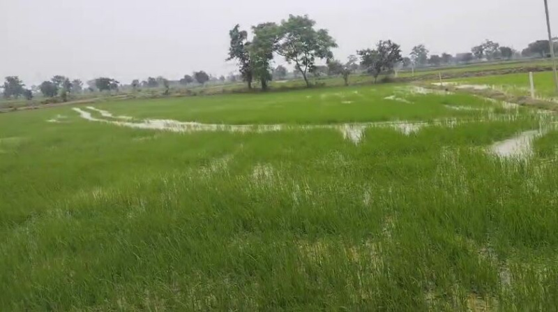  Agricultural Land 105 Acre for Sale in Parsada, Raipur