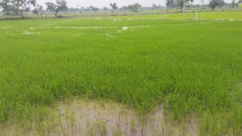  Agricultural Land 105 Acre for Sale in Parsada, Raipur