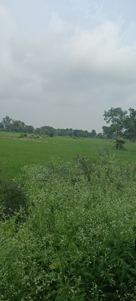  Agricultural Land 24832 Sq.ft. for Sale in Baronda Road, Raipur