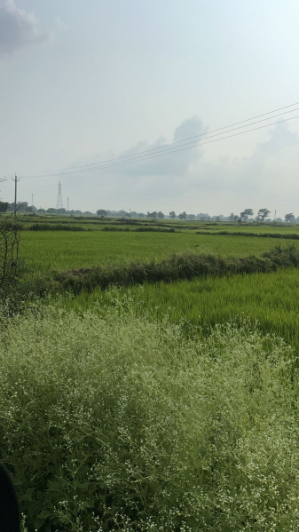  Agricultural Land 24832 Sq.ft. for Sale in Baronda Road, Raipur