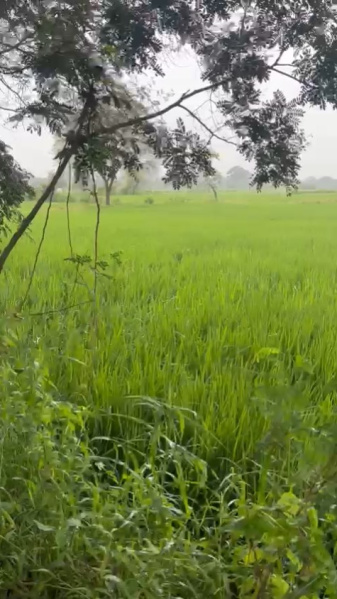  Agricultural Land 20 Acre for Sale in Telibandha, Raipur