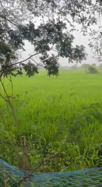  Agricultural Land 20 Acre for Sale in Telibandha, Raipur