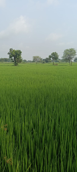  11 Acre Agricultural/Farm Land for Sale in Old Dhamtari Road, Raipur