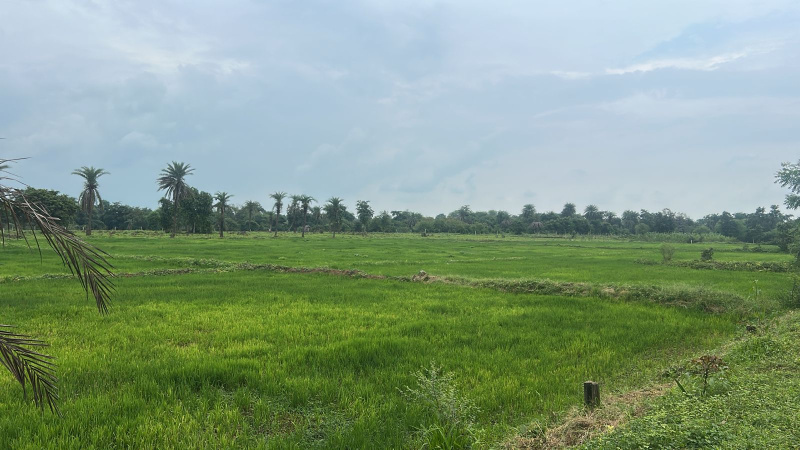  10 Acre Agricultural/Farm Land for Sale in Mandir Hasaud, Raipur