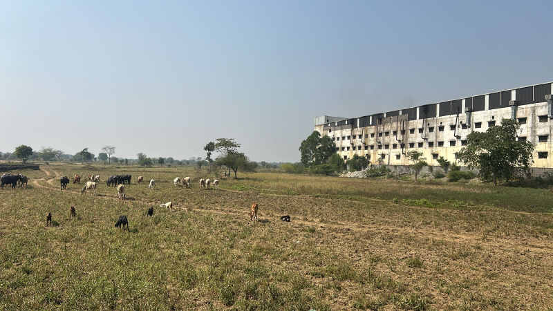  10 Acre Agricultural/Farm Land for Sale in Mandir Hasaud, Raipur