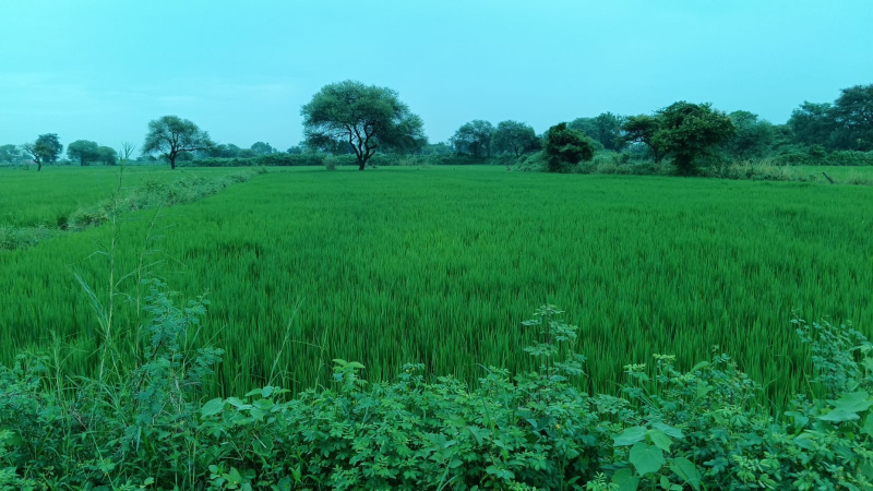  21 Acre Agricultural/Farm Land for Sale in Chirmiri, Koriya