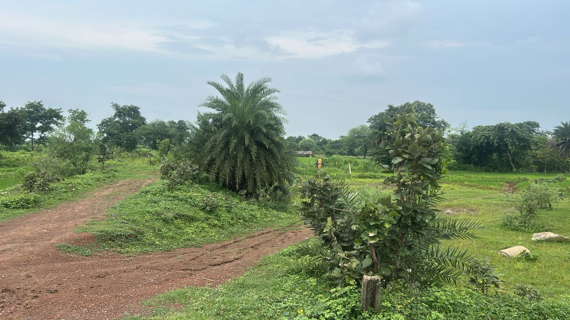 200 Acre Agricultural/Farm Land for Sale in Bilaspur Road, Raipur