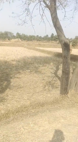  8000 Sq.ft. Commercial Land for Sale in Jora, Raipur