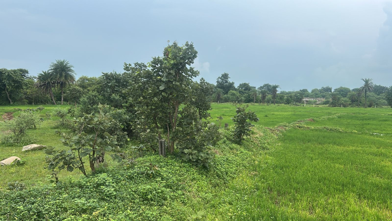  12000 Sq.ft. Residential Plot for Sale in Kachna, Raipur