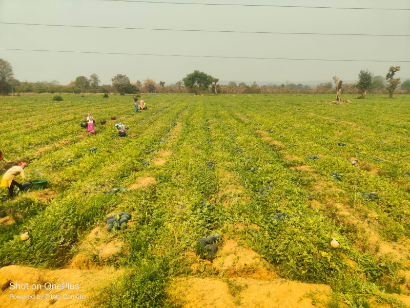  7 Ares Agricultural/Farm Land for Sale in Arang, Raipur