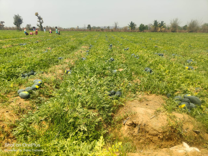  7 Ares Agricultural/Farm Land for Sale in Arang, Raipur