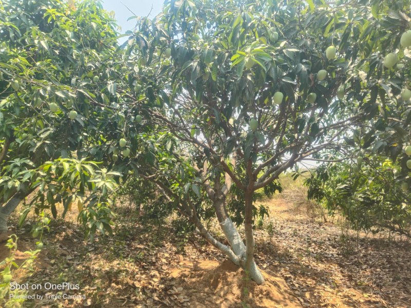  14 Acre Agricultural/Farm Land for Sale in Tilda, Raipur