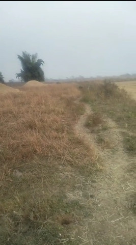  23000 Sq.ft. Agricultural/Farm Land for Sale in Boria Kalan, Raipur