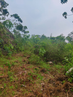 Agricultural Land for Sale in Nedumangad, Thiruvananthapuram