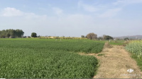 Agricultural Land for Sale in SAS Nagar Phase 1, Mohali