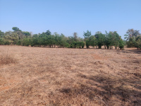  Agricultural Land for Sale in Dapoli, Ratnagiri
