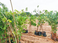 Agricultural Land for Sale in Madurantakam, Chennai