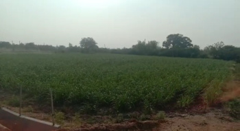  Agricultural Land for Sale in Bichkunda, Kamareddy