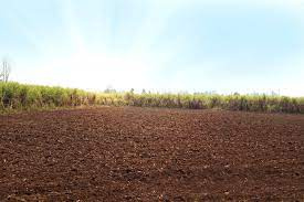 Agricultural Land 11 Acre for Sale in Hinganghat, Wardha