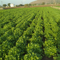  Agricultural Land for Sale in Konark Nagar, Nashik