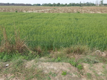  Industrial Land for Sale in Dasua, Hoshiarpur