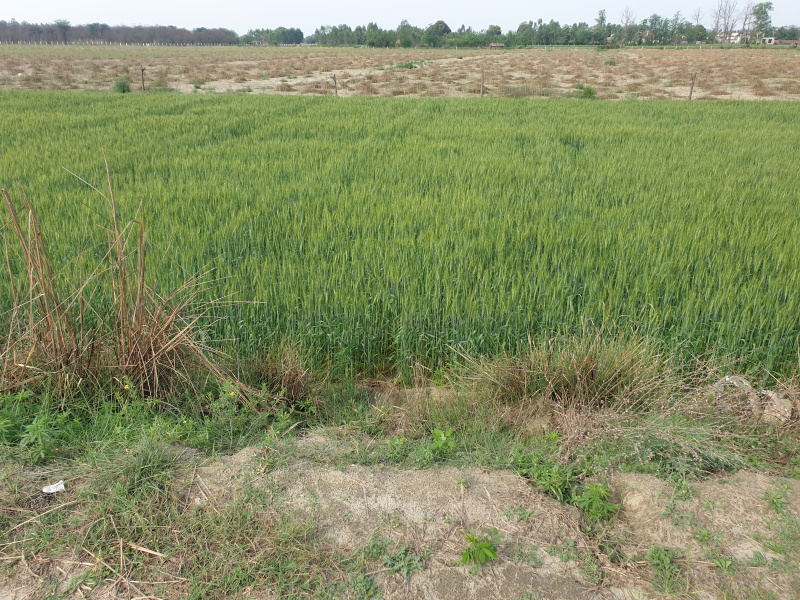 Industrial Land 25 Acre for Sale in Dasua, Hoshiarpur