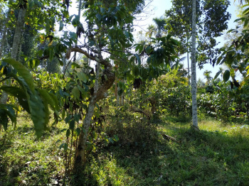  Agricultural Land for Sale in Kenichira, Wayanad