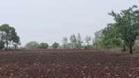  Agricultural Land for Sale in Wani, Yavatmal
