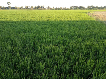  Agricultural Land for Sale in Naidupeta, Nellore