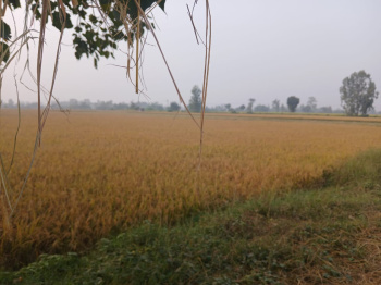  Agricultural Land for Sale in Rudrapur Udham, Udham Singh Nagar