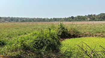 Agricultural Land for Sale in North Goa