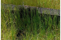  Residential Plot for Sale in Burnpur, Asansol