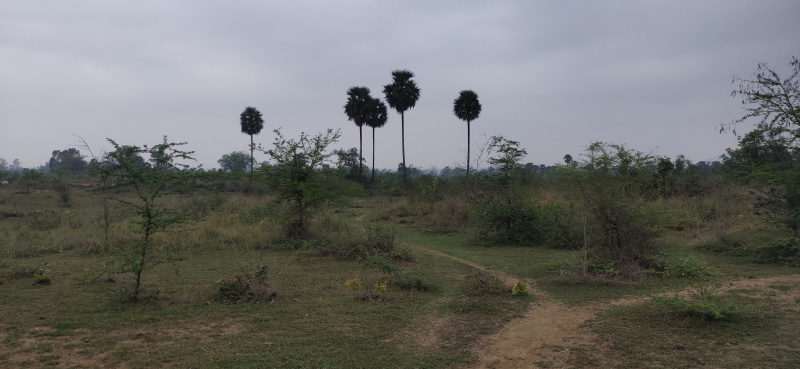  Agricultural Land 217800 Sq.ft. for Sale in Digapahandi, Ganjam