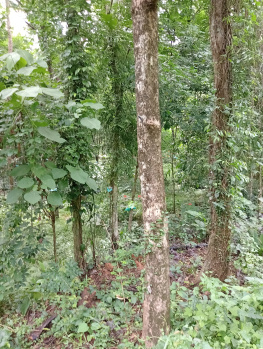  Agricultural Land for Rent in Muvattupuzha, Ernakulam