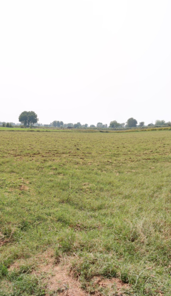 Agricultural Land 113 Bigha for Sale in