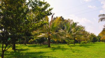 Agricultural Land for Sale in Jayapura, Mysore