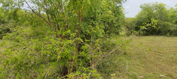  Agricultural Land for Sale in Harur, Dharmapuri