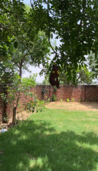 1 RK Farm House for Sale in Bilaspur, Gurgaon
