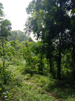 6 BHK Farm House for Sale in Muvattupuzha, Ernakulam